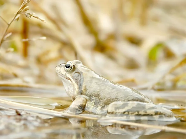 숲 연못에 개구리 — 스톡 사진