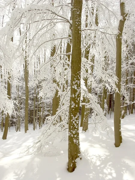 Winter forest with beech trees — Stock Photo, Image