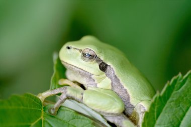 Green frog clipart