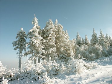 Frost covered pine trees clipart