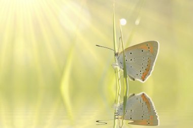 Butterfly at dawn clipart