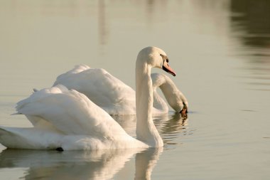 Swans at dusk clipart