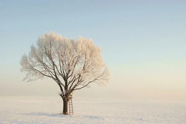 黎明的冬天树 — 图库照片