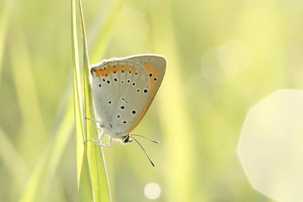 Motyl na trawie — Zdjęcie stockowe