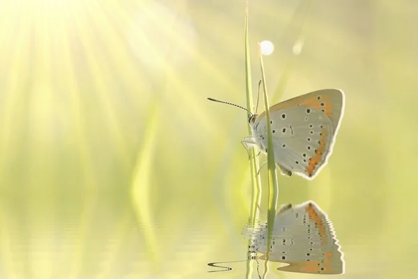 Farfalla all'alba — Foto Stock