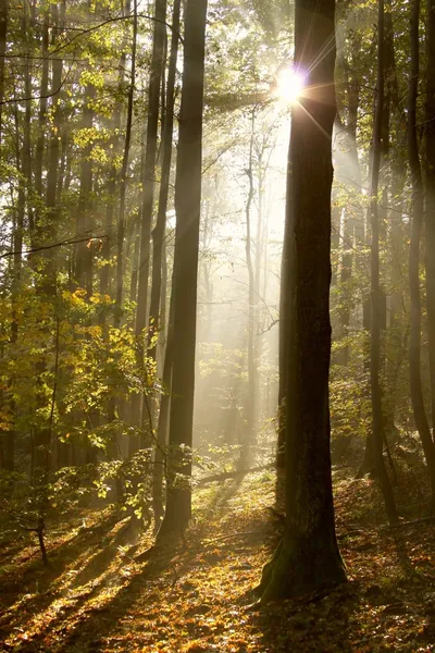 Солнечный свет падает в туманный лес — стоковое фото