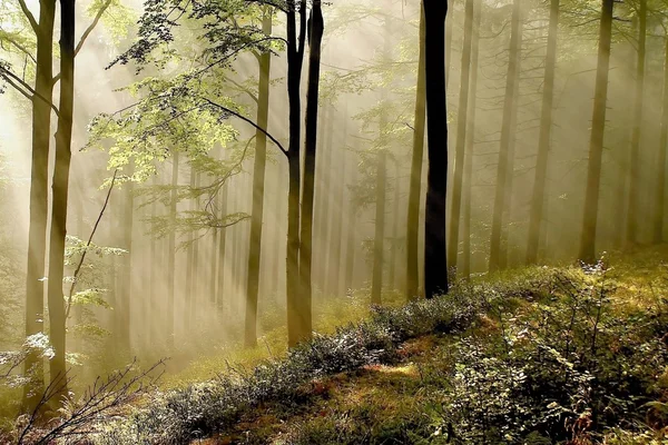 Sunlight falls into misty forest — Stock Photo, Image