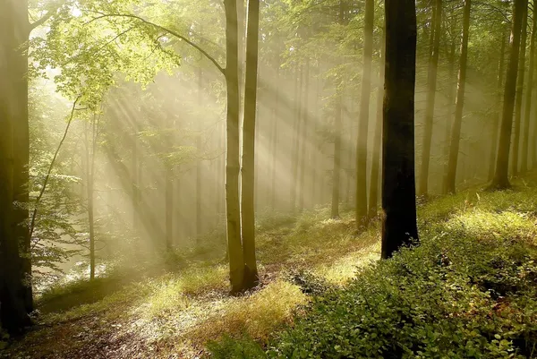 Światło słoneczne pada na Mglisty las — Zdjęcie stockowe