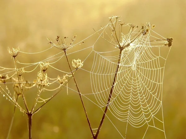Cobweb at dawn — Stock Photo, Image