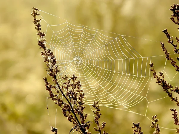 Şafakta örümcek ağı — Stok fotoğraf