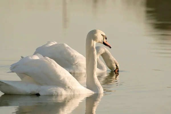 Swans at dusk — Stock Photo, Image