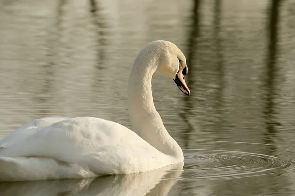 Swan at dusk — Stock Photo, Image