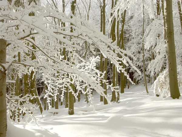 Bosque de invierno soleado —  Fotos de Stock