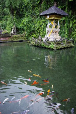 Pond and fish in a temple in Bali clipart