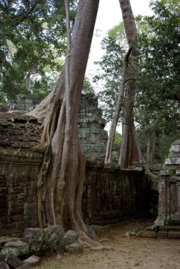 Spectacular tree roots at Angkor clipart