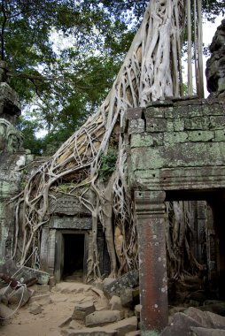 büyük ağaç kökleri angkor