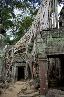 Enormous tree roots at Angkor clipart