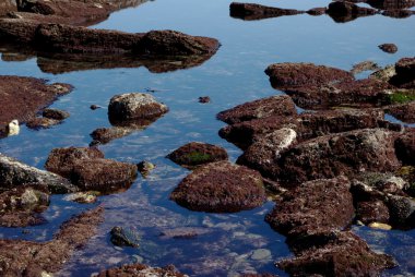 Rocks with red algae at low tide clipart