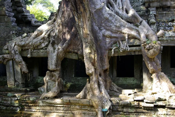 Drzewo z ogromną korzenie w angkor — Zdjęcie stockowe