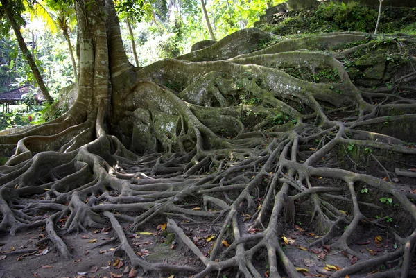 stock image Balinese tree with many roots