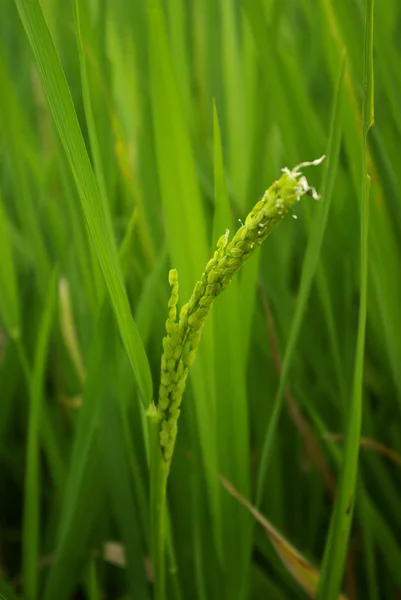 Lama di riso — Foto Stock