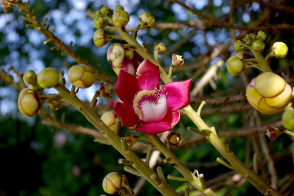 Kwiat drzewa Buddy — Zdjęcie stockowe