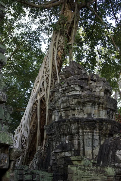 Increíbles raíces de árboles — Foto de Stock