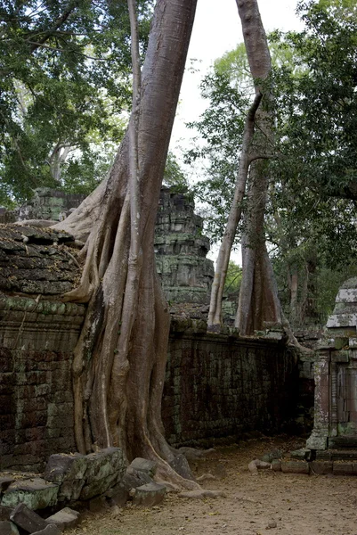 Spektakuläre Baumwurzeln am Angkor — Stockfoto