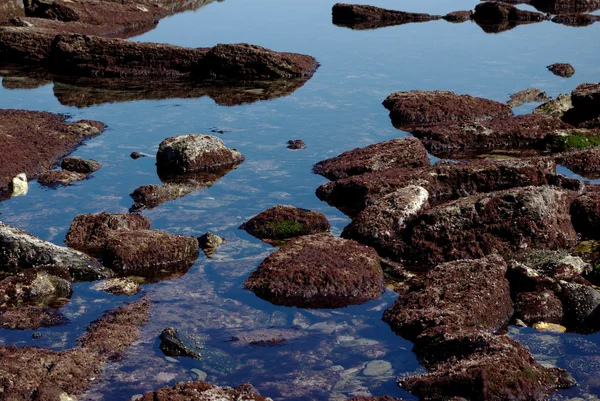 Скелі з червоними водоростями при низькому припливі — стокове фото