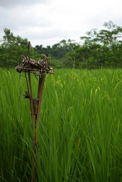 Balinese offering in a ricefield — Stock Photo, Image