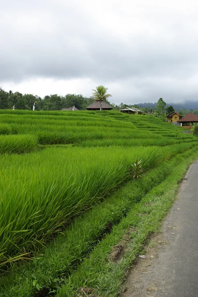 Ricefield y chozas en Bali — Foto de Stock