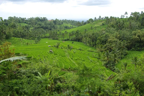 Palmen und Terrassenreisfelder in Bali — Stockfoto