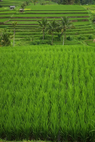 Reisfelder auf der Insel Bali — Stockfoto