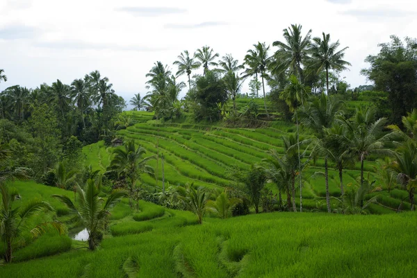 Campos de arroz e palmeiras em bali — Fotografia de Stock
