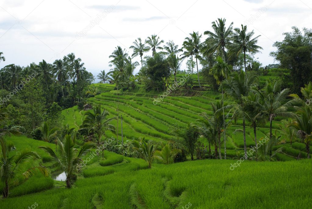 Rice fields and palm trees in Bali