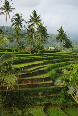 Genç sulanan Teras ricefield