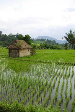 küçük kulübe ile sulanan ricefields