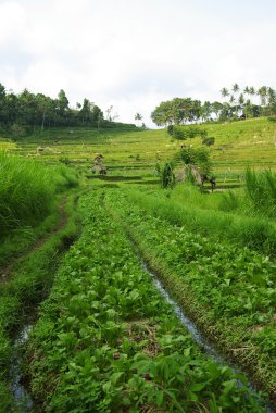 Bali yeşil ricefield