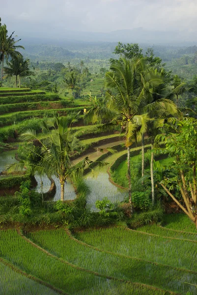 Jonge gedrenkt terras ricefield — Stockfoto