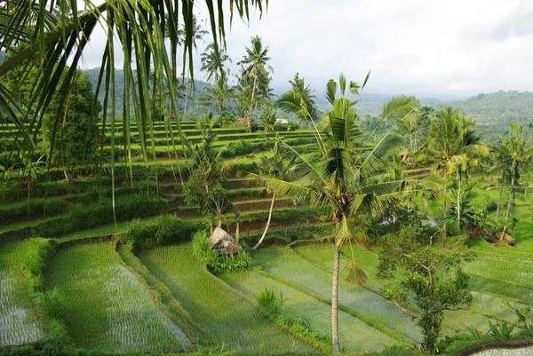 Jóvenes regado terraza campo de arroz — Foto de Stock