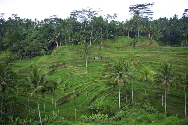 Palmen en terras ricefield in bali — Stockfoto