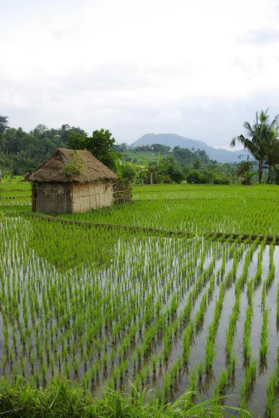 Pequeña cabaña con arrozales regados —  Fotos de Stock