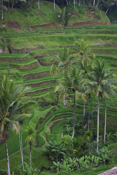 Palms and terrace ricefield in Bali — Stock Photo, Image