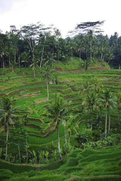 Palms and terrace ricefield in Bali — Stock Photo, Image