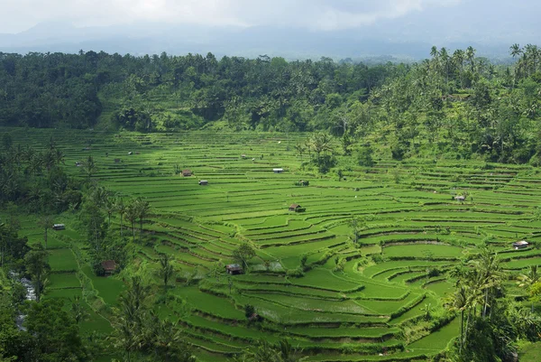 Viele Reisfelder und Palmen in Bali — Stockfoto