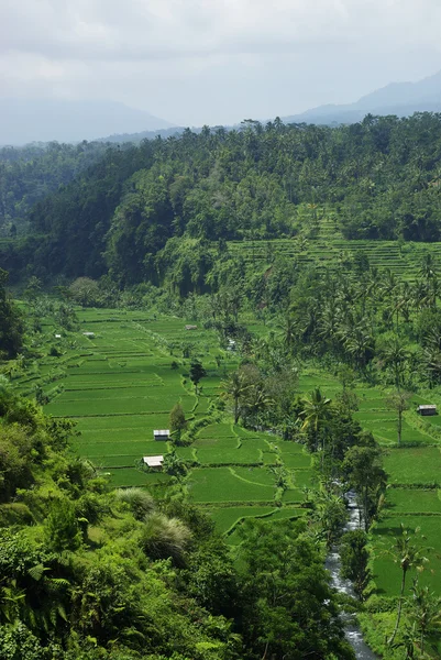 Pequeño río dentro de campos de arroz — Foto de Stock