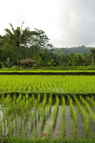 Antigua cabaña con arrozales regados en Bali — Foto de Stock