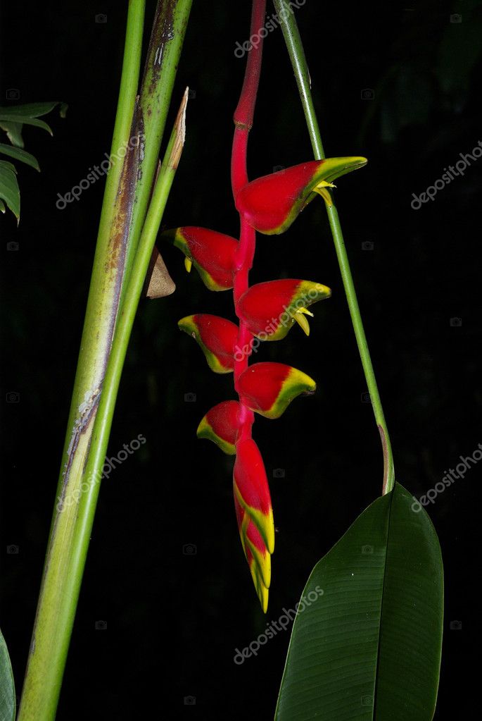 Fleurs Doiseaux De Paradis Rouge Et Jaune Photographie