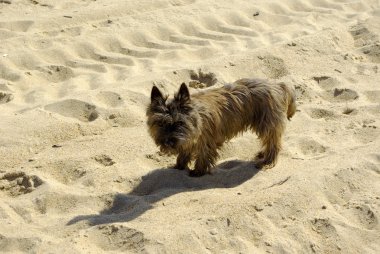 köpek sahilde aranıyor