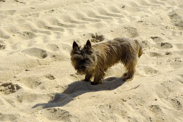 Söker hund på stranden — Stockfoto